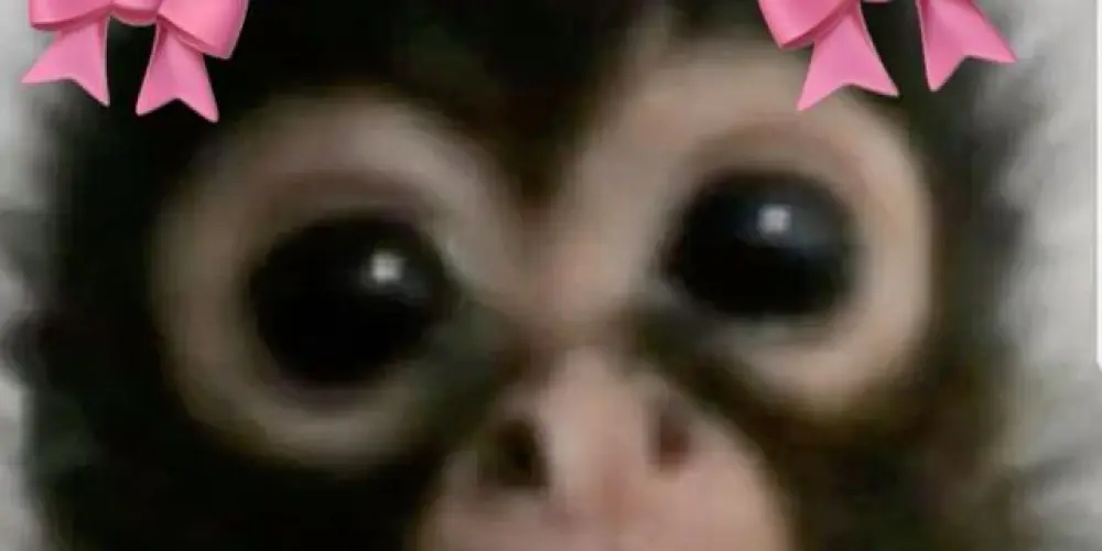 Imagem do grupo de WhatsApp Amigos a distância