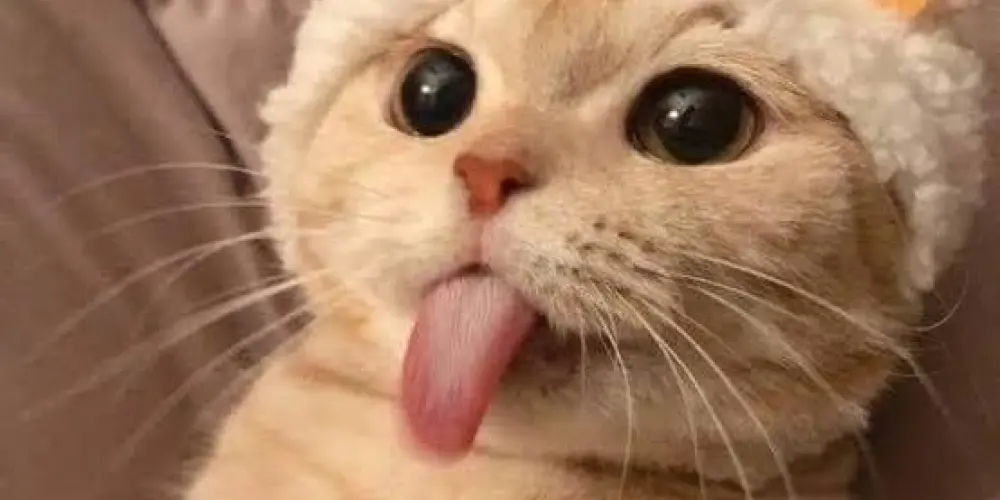 Imagem do grupo de WhatsApp 🔥☃️Amigos anônimos ☃️🔥