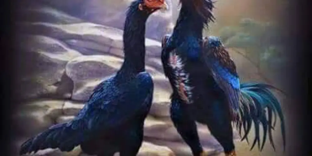 Imagem do grupo de WhatsApp Amigos Criador Galo MuRa Combatentes 🐔🐣🐥