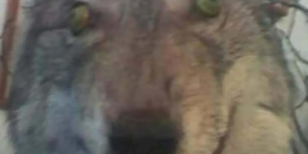 Imagem do grupo de WhatsApp Amigos da noite