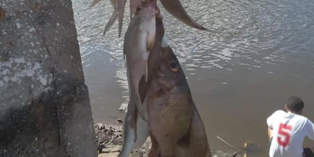 Imagem do grupo de WhatsApp Amigos da pesca 🎣