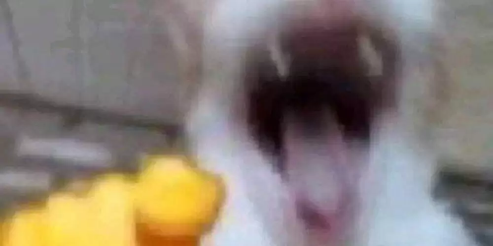 Imagem do grupo de WhatsApp AMIGOS DA ZUERA