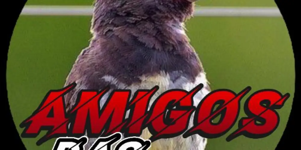 Imagem do grupo de WhatsApp Amigos das aves🇧🇷🕊