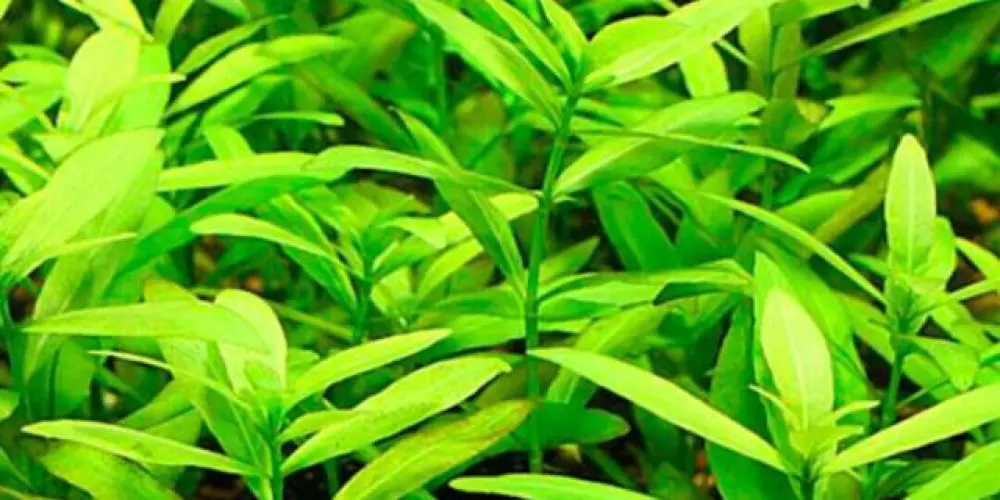 Imagem do grupo de WhatsApp Amigos Do Aquarismo