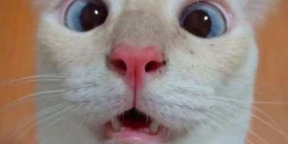 Imagem do grupo de WhatsApp Amigos Do Nada 👀🫵🏻