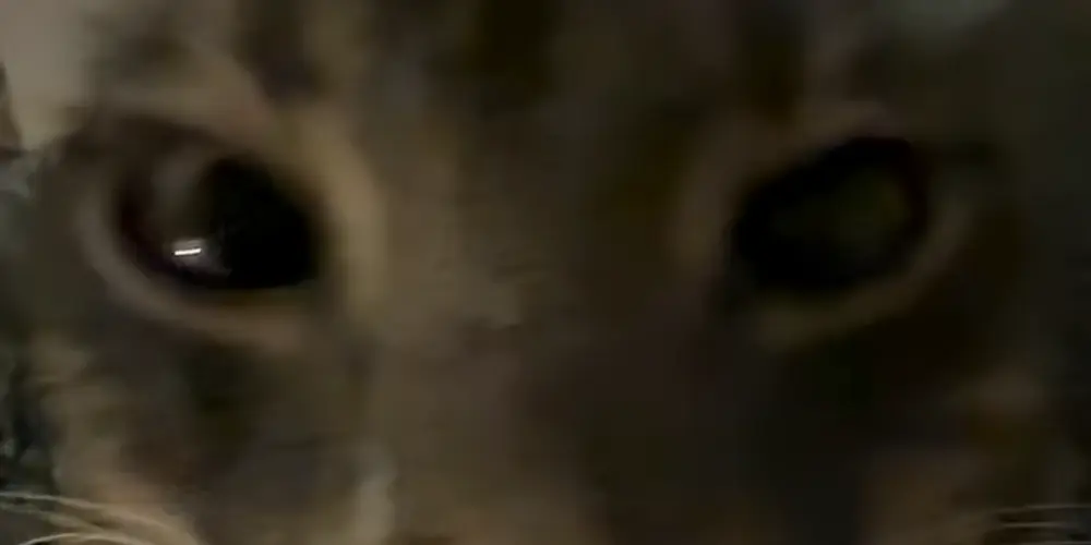 Imagem do grupo de WhatsApp Amigos dos amigos dos amigos dos amigos 😎😅🥱😌🥺🥰👌🤌🫰🫴🙏🫱🫲😳