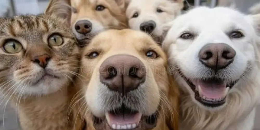 Imagem do grupo de WhatsApp Amigos Dos Animais❤️🐾