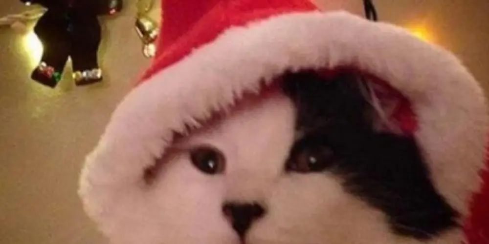 Imagem do grupo de WhatsApp Amigos e resenha