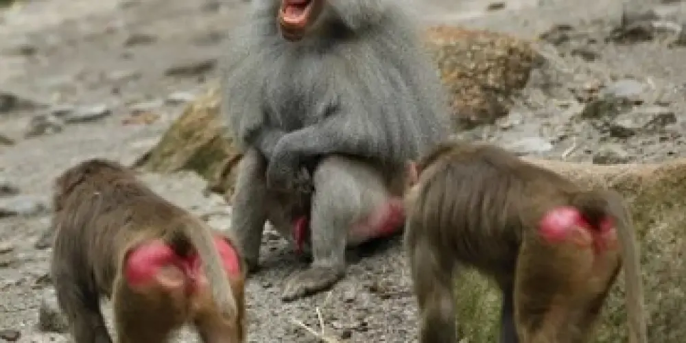 Imagem do grupo de WhatsApp Amigos e resenha ✨