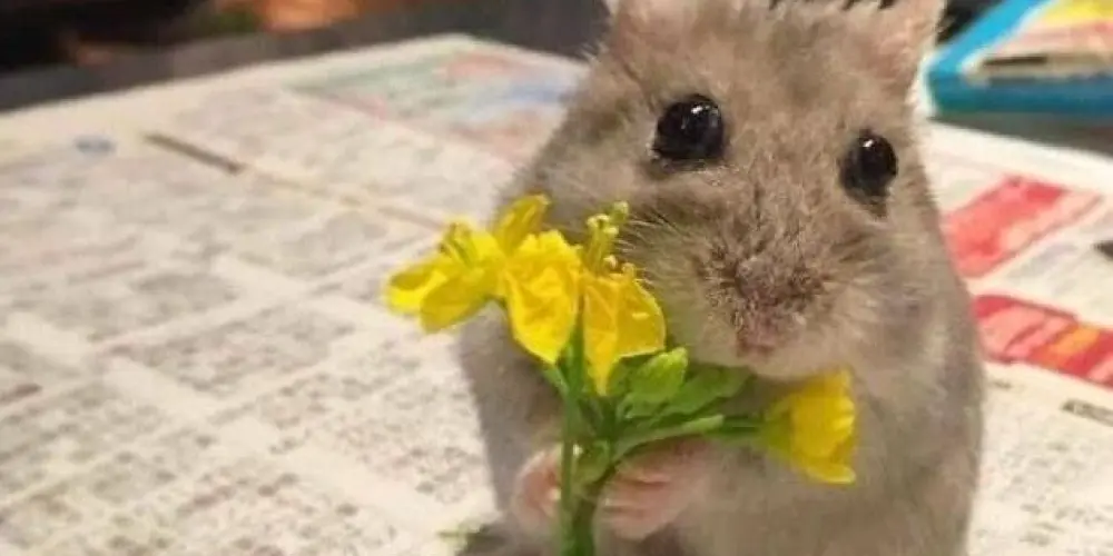 Imagem do grupo de WhatsApp AMIGOS E RESENHAS 🩷🔥