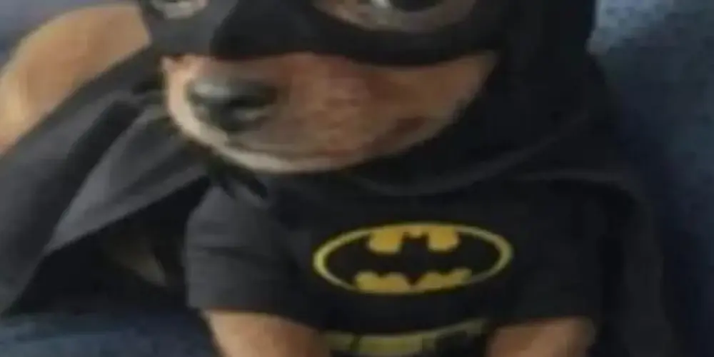 Imagem do grupo de WhatsApp AMIGOS E ZOEIRA