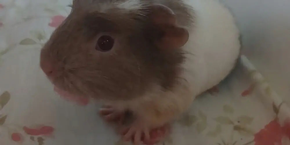 Imagem do grupo de WhatsApp Amigos e zoeiras