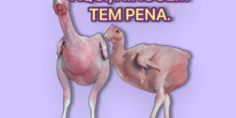 Imagem do grupo de WhatsApp Amigos fuleiro