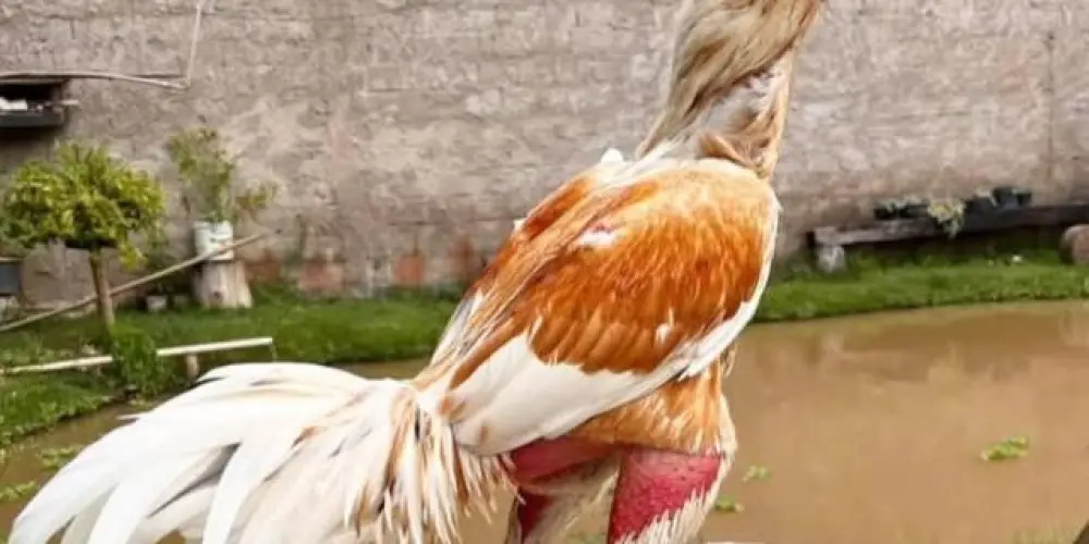 Imagem do grupo de WhatsApp AMIGOS GALISTA DE BELÉM DO PARÁ