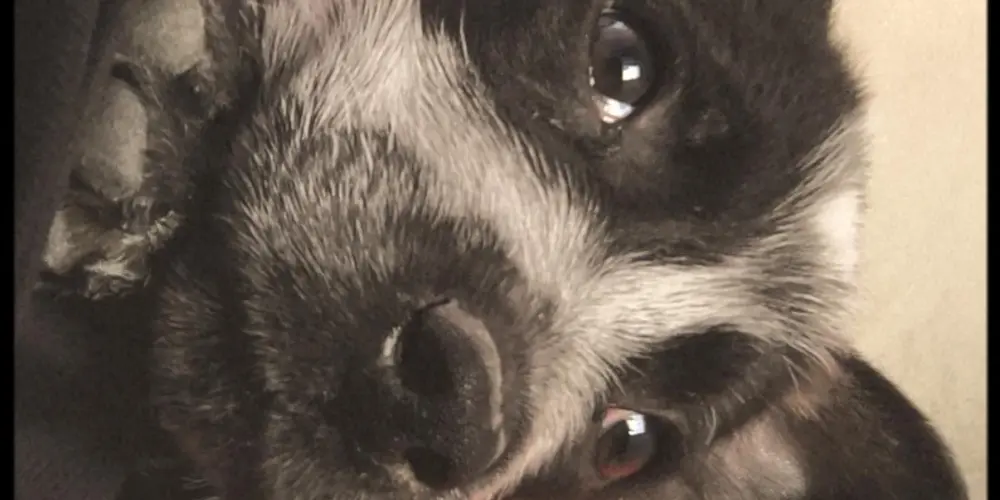 Imagem do grupo de WhatsApp Amigos sem barreiras