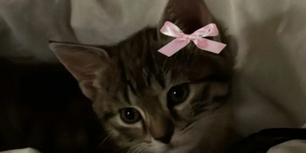 Imagem do grupo de WhatsApp Amigos sem fronteiras 🌕🩵