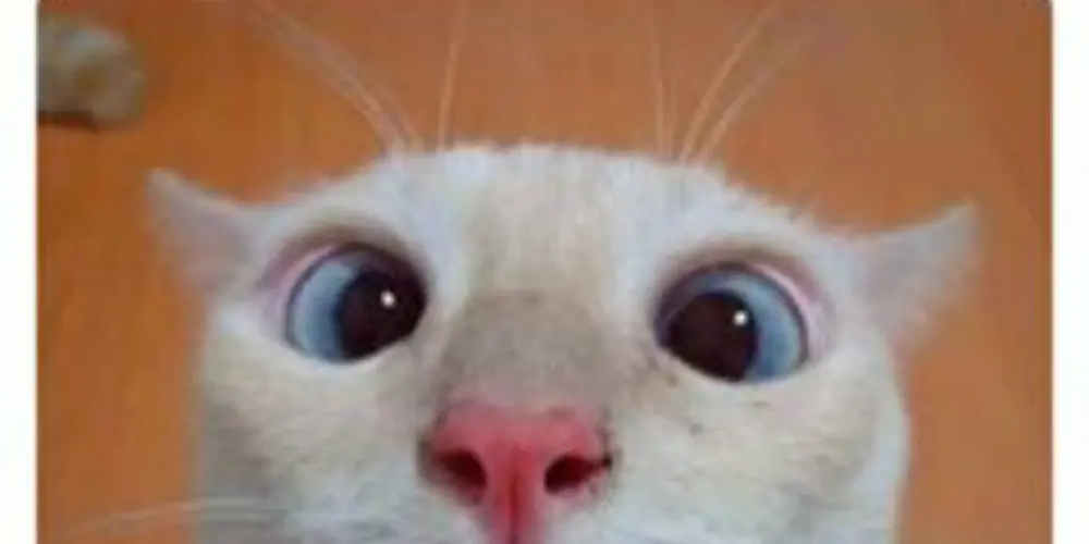 Imagem do grupo de WhatsApp Amigos sem saúde mental 🤡🫶🏻