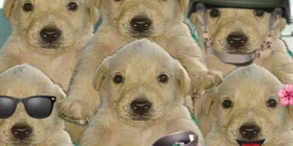 Imagem do grupo de WhatsApp 🌹Amigos virtuales ❤️‍🩹