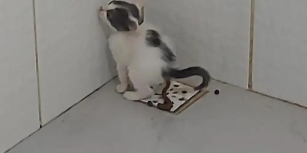 Imagem do grupo de WhatsApp amigoss