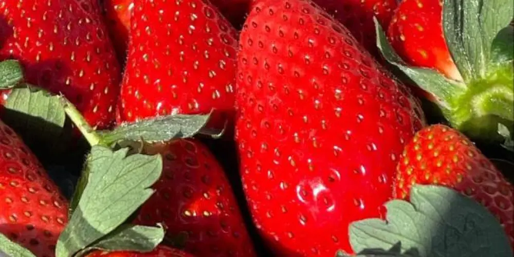 Imagem do grupo de WhatsApp ❈ꕥAmiguesლツ