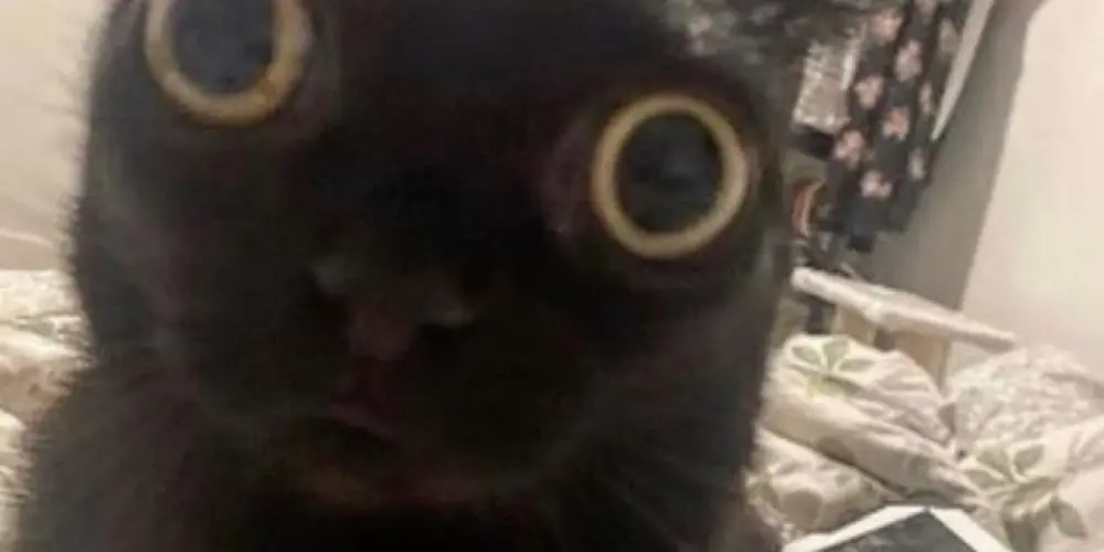 Imagem do grupo de WhatsApp Amiguinhos 😇😇