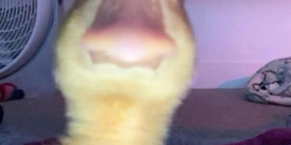 Imagem do grupo de WhatsApp ✨🤍amiguinhos 🤍✨