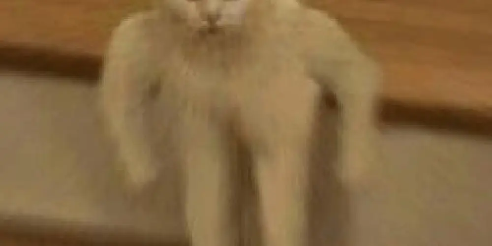 Imagem do grupo de WhatsApp AMIGUINHOS SOFTS