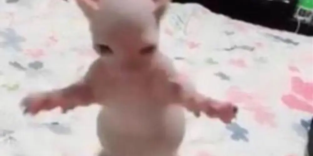 Imagem do grupo de WhatsApp Amiguitos