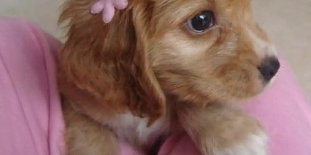 Imagem do grupo de WhatsApp Amiguitos 𓍢ִ໋💗͙֒