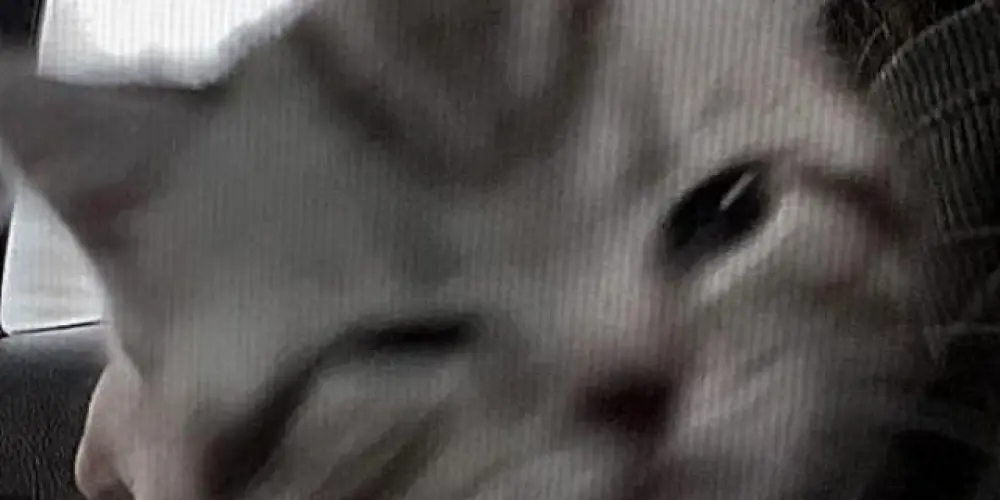 Imagem do grupo de WhatsApp Amistad >3