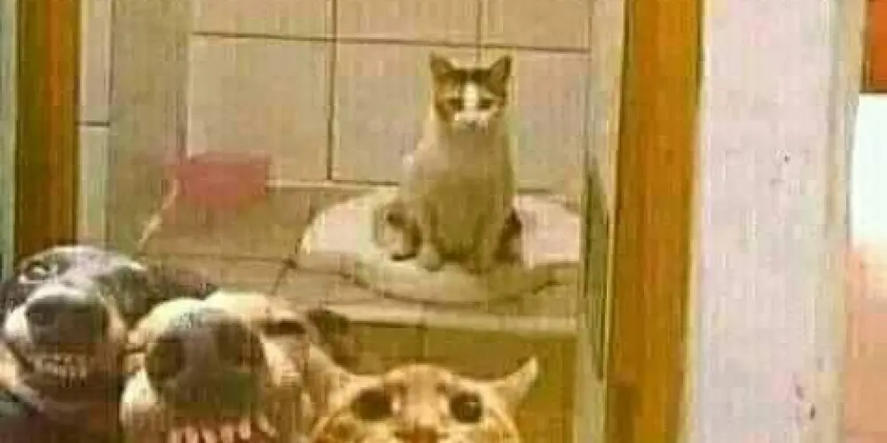 Imagem do grupo de WhatsApp AMIZADE 24HR😳🤭