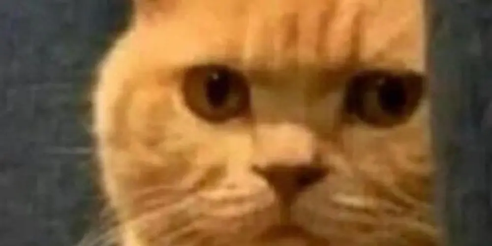 Imagem do grupo de WhatsApp Amizade