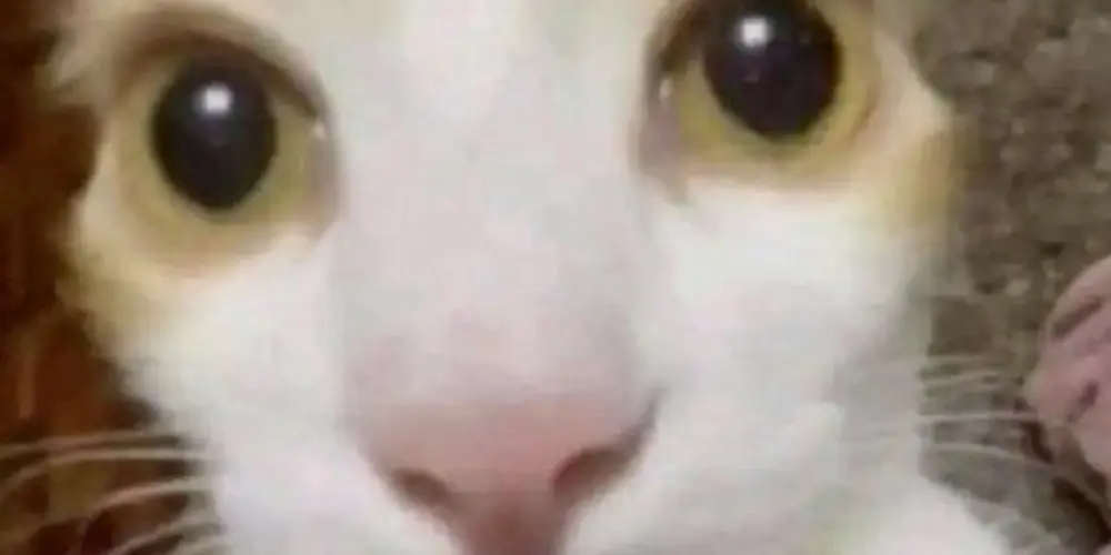 Imagem do grupo de WhatsApp Amizade🌎