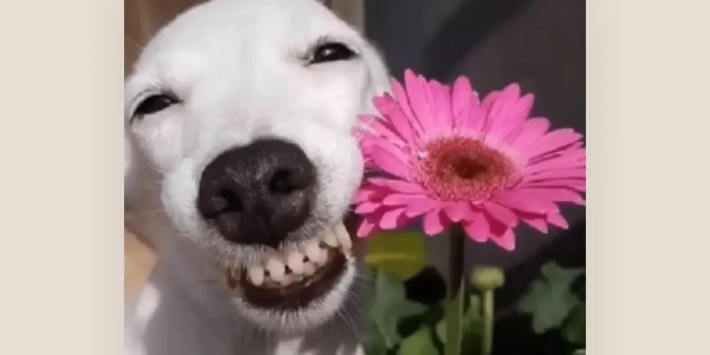 Imagem do grupo de WhatsApp AMIZADE🫠