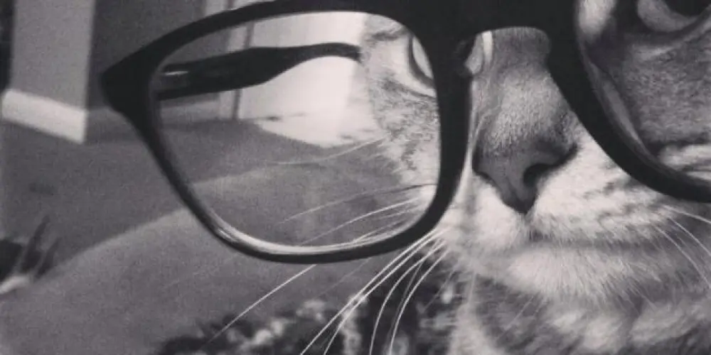 Imagem do grupo de WhatsApp AMIZADE 🫂