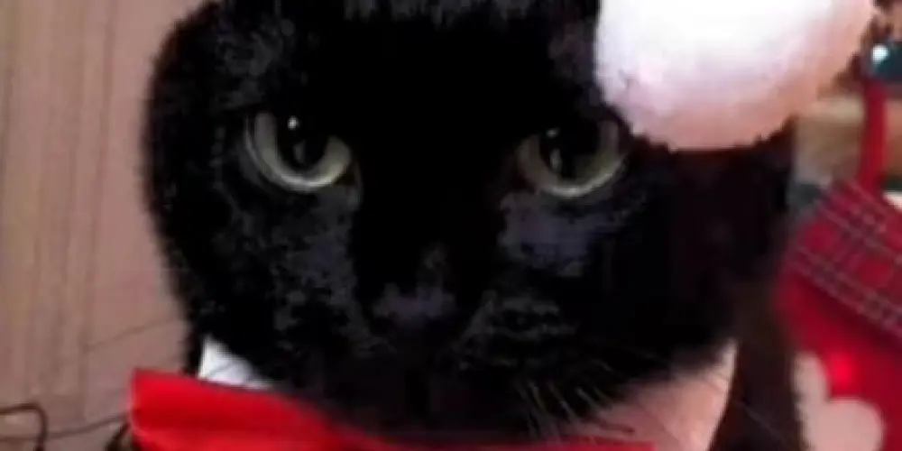 Imagem do grupo de WhatsApp Amizade 😈