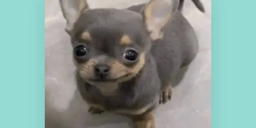 Imagem do grupo de WhatsApp Amizade 🐦❤️