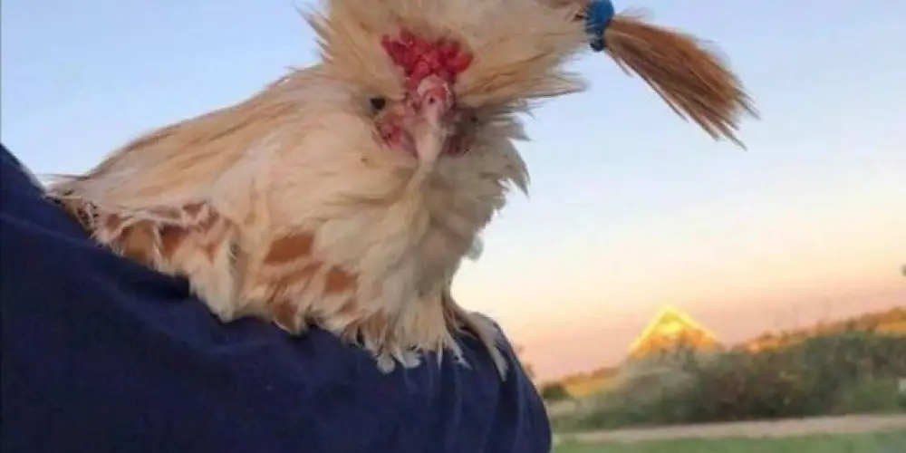 Imagem do grupo de WhatsApp Amizade