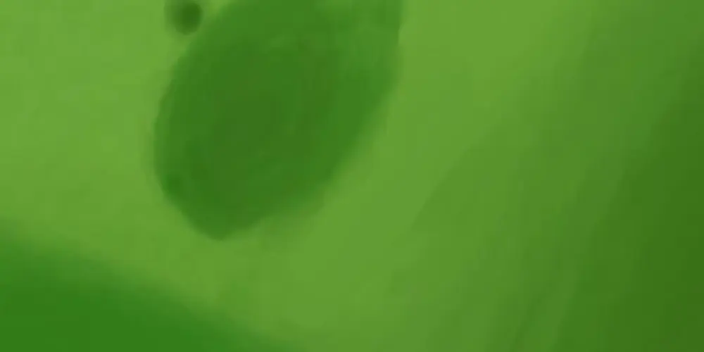 Imagem do grupo de WhatsApp Amizade