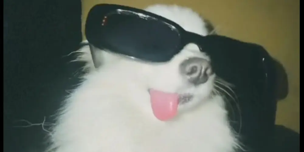 Imagem do grupo de WhatsApp ✨ amizade✨