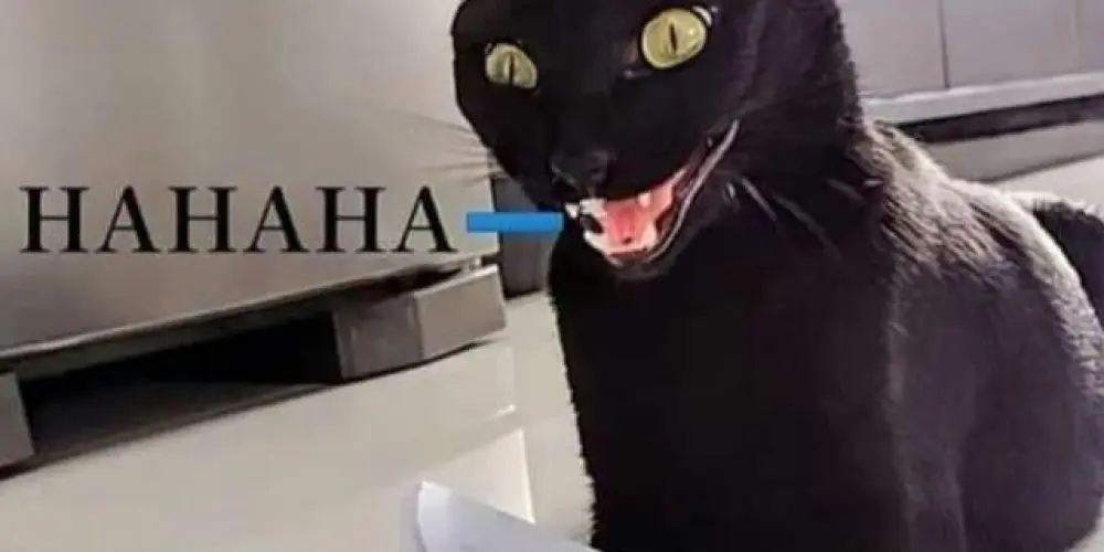 Imagem do grupo de WhatsApp 🇬🇫Amizade & Bate-Papo🇼🇫