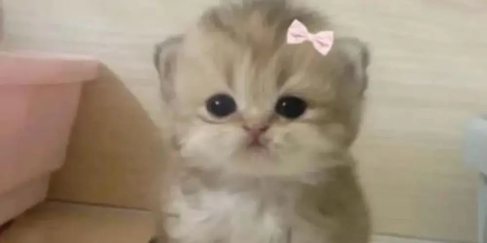 Imagem do grupo de WhatsApp AMIZADE BRAOTICA