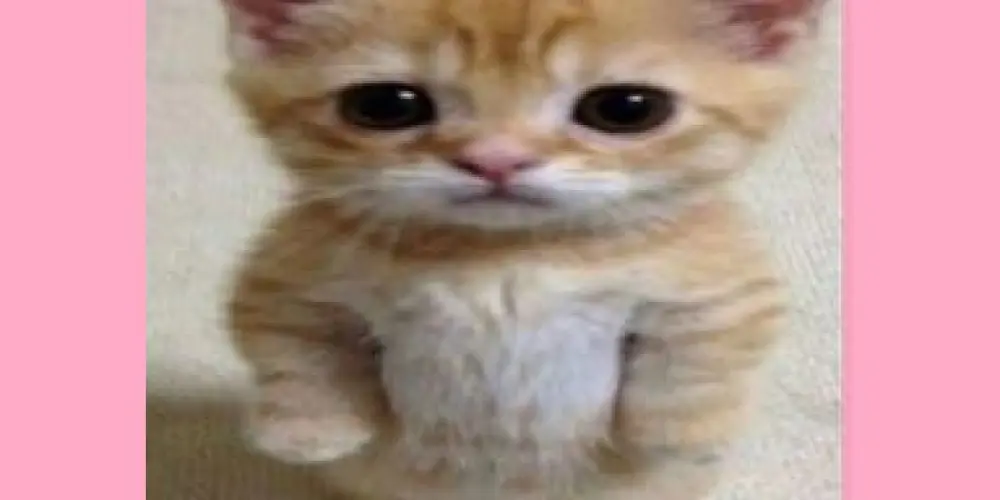 Imagem do grupo de WhatsApp Amizade colorida🌈