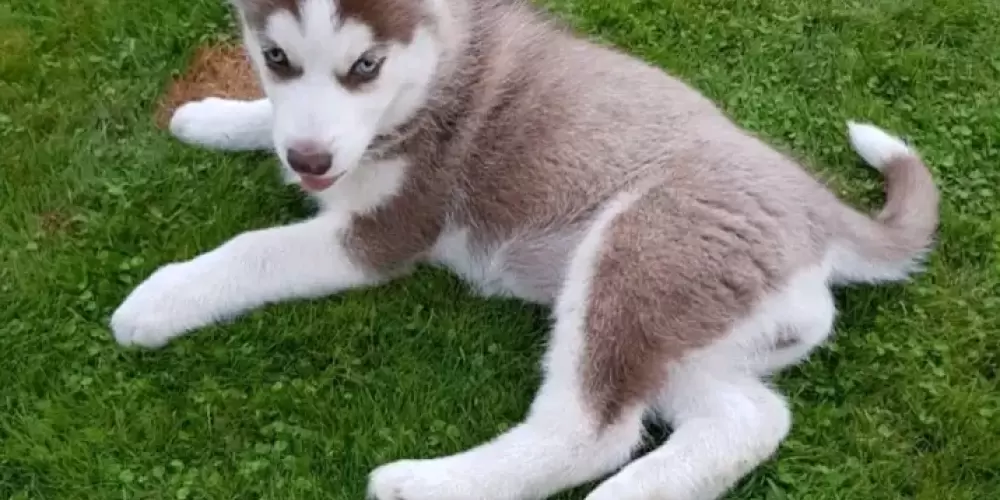 Imagem do grupo de WhatsApp Amizade do Joquinha