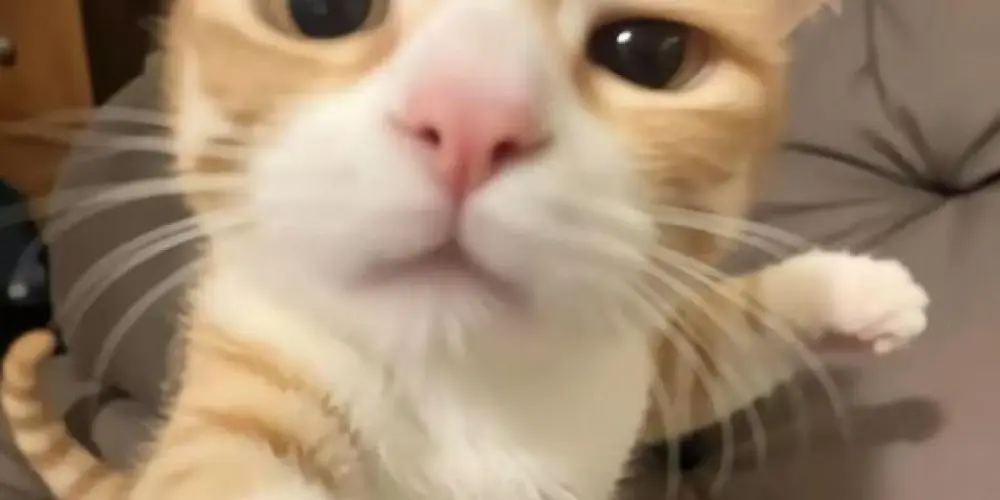 Imagem do grupo de WhatsApp Amizade do lit 💯