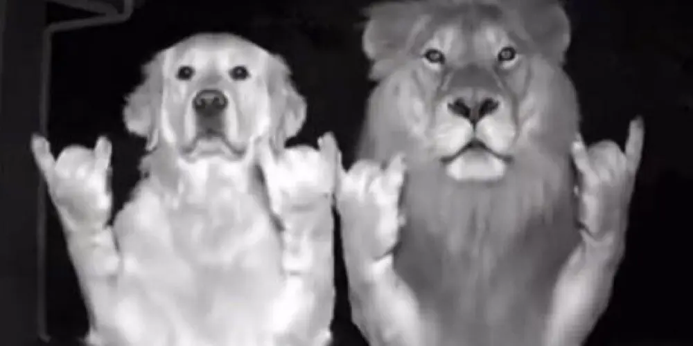 Imagem do grupo de WhatsApp Amizade do rock 🤘🏻