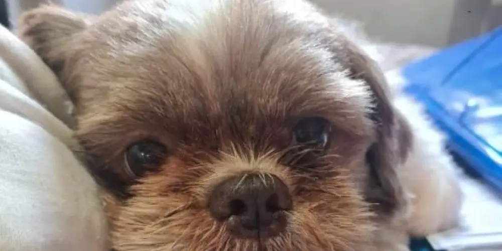 Imagem do grupo de WhatsApp Amizade e conversas