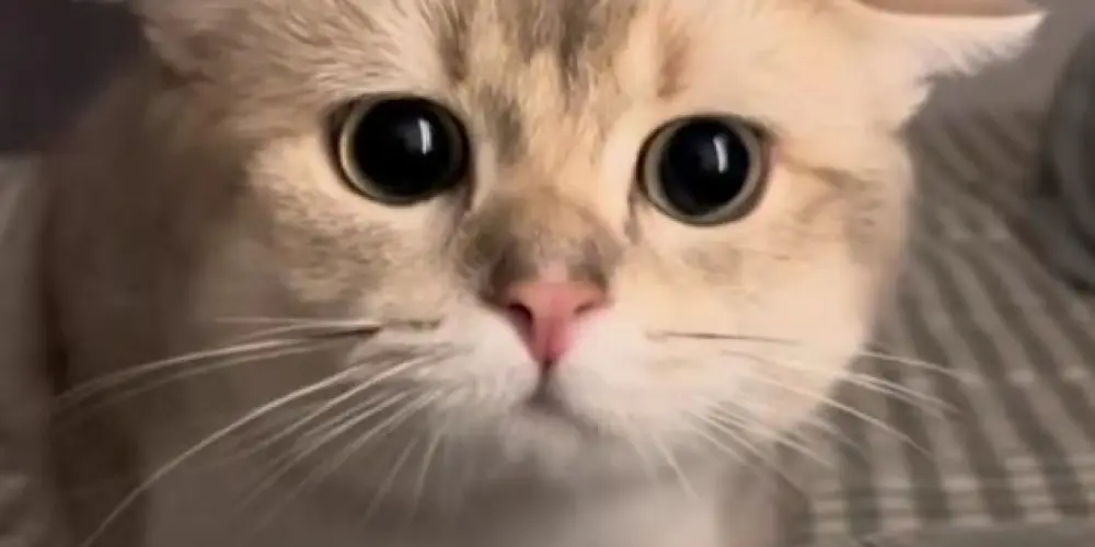 Imagem do grupo de WhatsApp Amizade e namoro