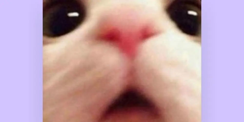 Imagem do grupo de WhatsApp Amizade e namoro 🤗💍