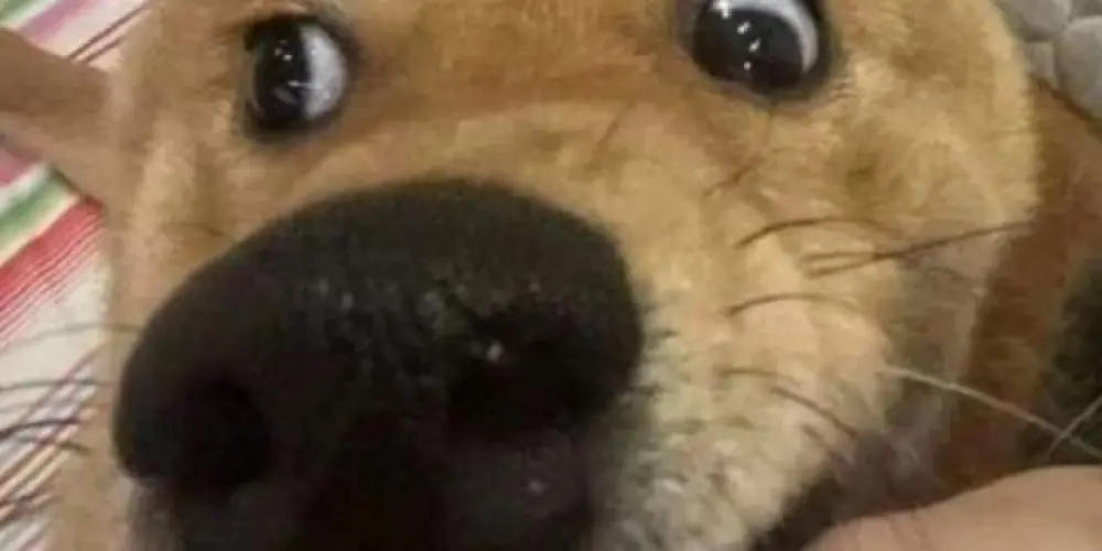 Imagem do grupo de WhatsApp Amizade e namoro 🤯